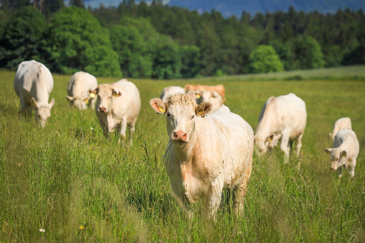 https://pixabay.com/de/photos/k%C3%BChe-das-vieh-tiere-vieh-wiese-8114279/